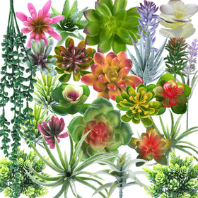 COTSEN succulent collection with mixed shapes for vibrant room decor