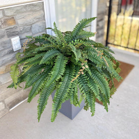 CQURE 128-branch fake fern packaging showing two large ferns.