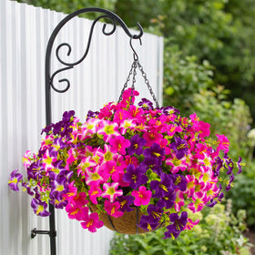Daynight hanging-basket display on a front door welcomes visitors with color.