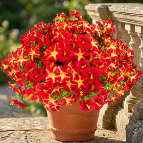 Daynight faux petunias bright red bloom for outdoor display.