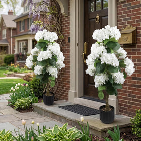 Daynight hydrangea patio display enhances outdoor living spaces.