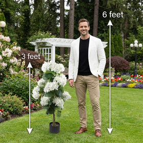 Daynight hydrangea creates wedding or event backdrops and photos.