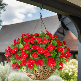 Daynight impatiens fade resistant for outdoor displays