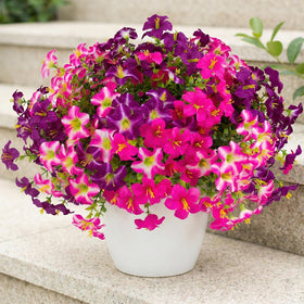 Daynight petunias porch bloom bundle welcoming entryway color