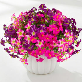 Daynight petunias window box decor adds year-round color