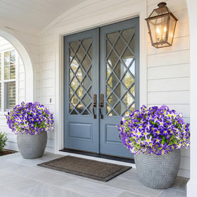 Daynight petunias for window boxes provide year-round color outdoors