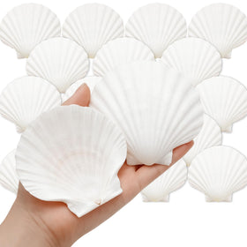Denking scallop shells 3.5-4 inch natural white set for DIY crafts and decor