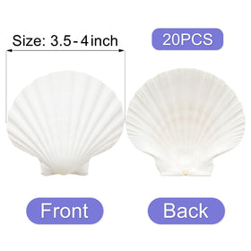 Denking handpicked natural scallop shells cleaned and ready for painting and crafts