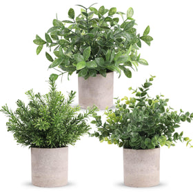 Der Rose 3-pack mini potted eucalyptus plants for desk decor