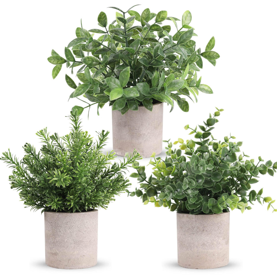Der Rose 3-pack mini potted eucalyptus plants for desk decor