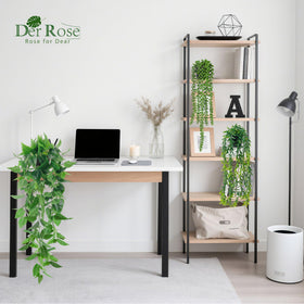 Der Rose pothos hanging softens spaces on walls or bookshelves.
