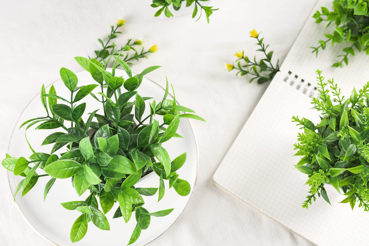Der Rose compact indoor plants measure seven inches tall.