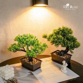 Der Rose low-maintenance indoor bonsai suitable for low-light bathrooms or desks.