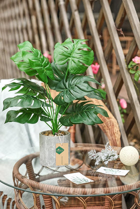 Der Rose maintenance-free indoor plants are easy to clean without watering.
