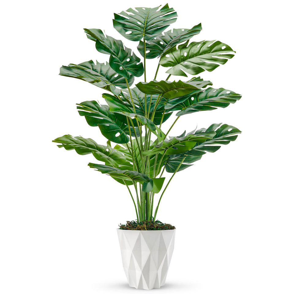 Der Rose Monstera 28in tall full plant in white pot for home decor