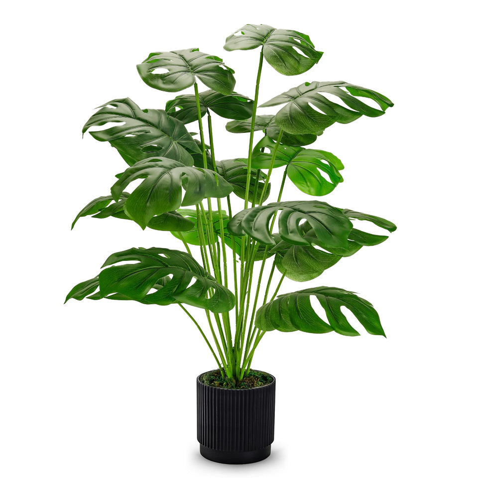 Der Rose Monstera 28-inch in black pot, lush indoor-outdoor focal point.