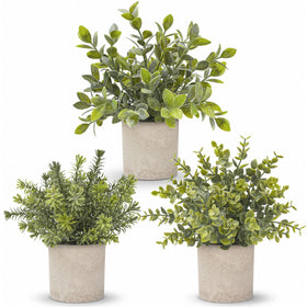 Der Rose three pack mini potted eucalyptus topiaries on a desk add low maintenance greenery.