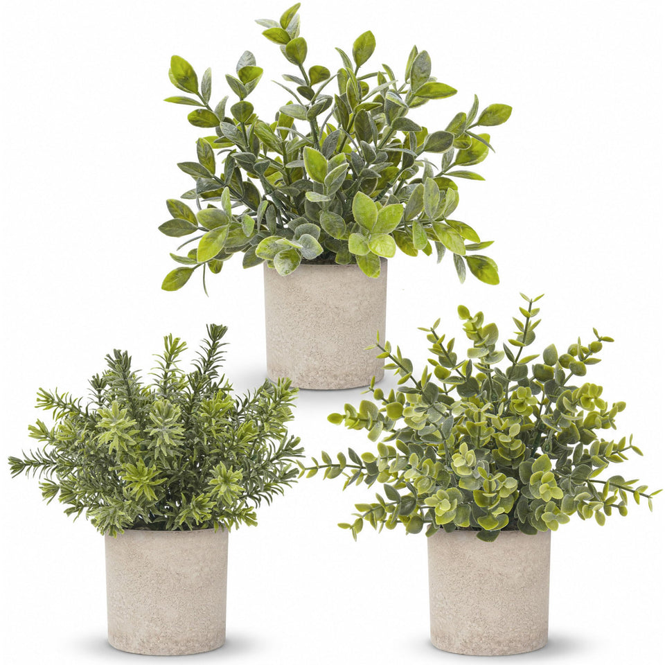 Der Rose three pack mini potted eucalyptus topiaries on a desk add low maintenance greenery.