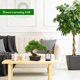 Der Rose zen-inspired bonsai for minimalist shelves and meditation corners.