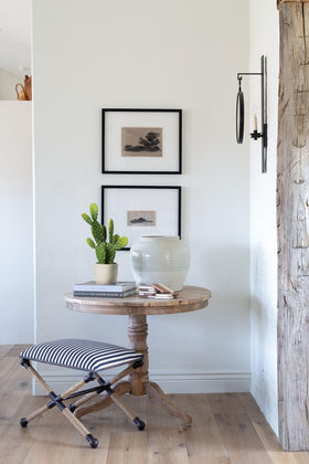 DILATATA compact cactus for desks, shelves, or reception areas
