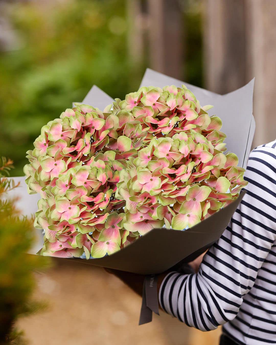 DILATATA Yellower-pink hydrangea blooms adding timeless color to arrangements.