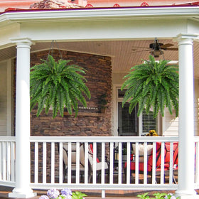 Dkaltm easy-care fern bush, wipe clean with dry cloth.