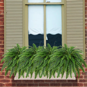 Dkaltm two-pack fern set, no planter included in packaging.