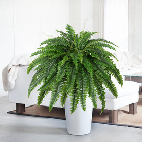 Dkaltm artificial fern used in living room decor for evergreen appeal.