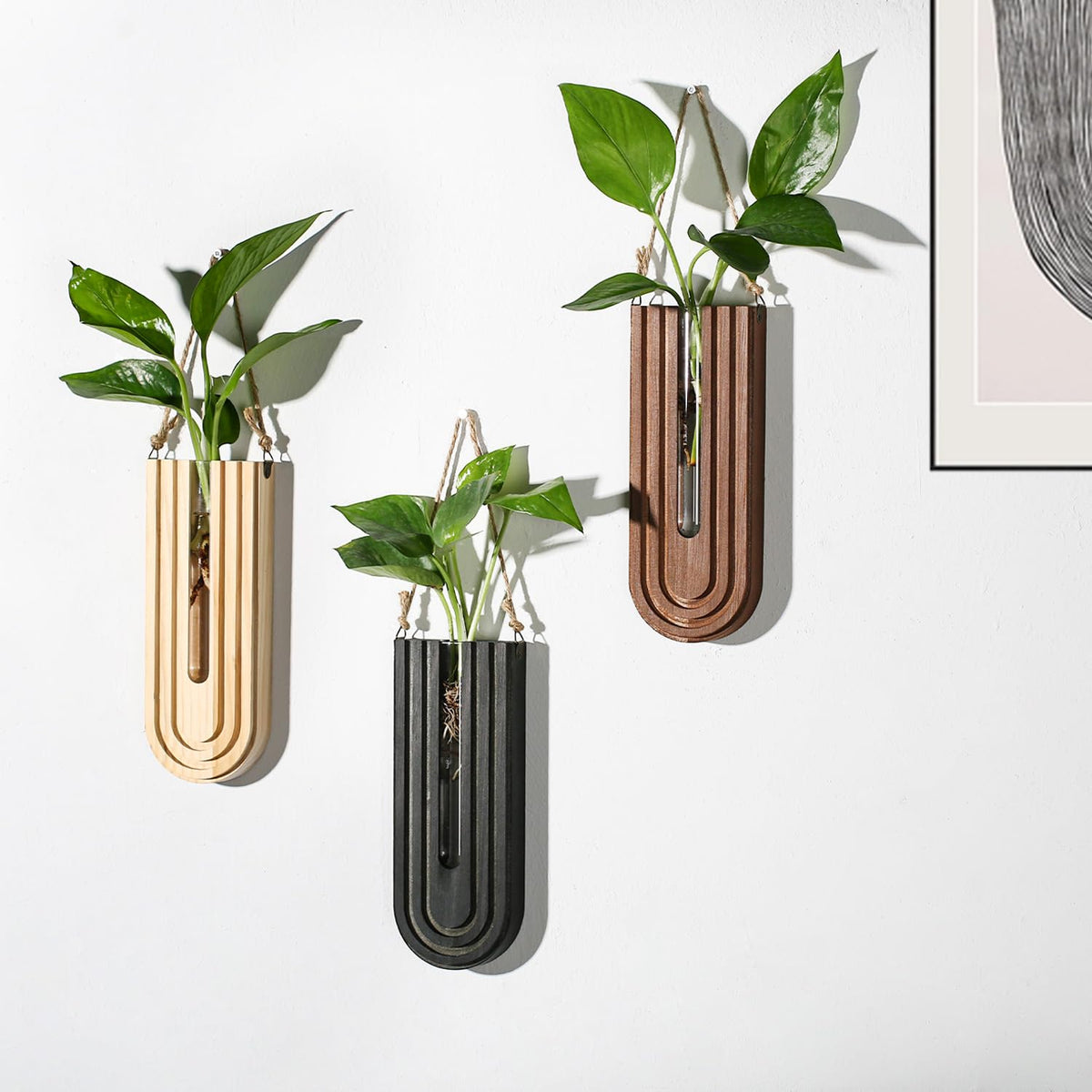 Dnnnii wall mounted planters curved rainbow design showcasing wall display