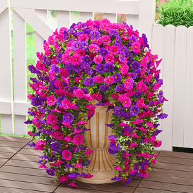 Dolicer four-pack outdoor flower bundles add instant curb appeal.