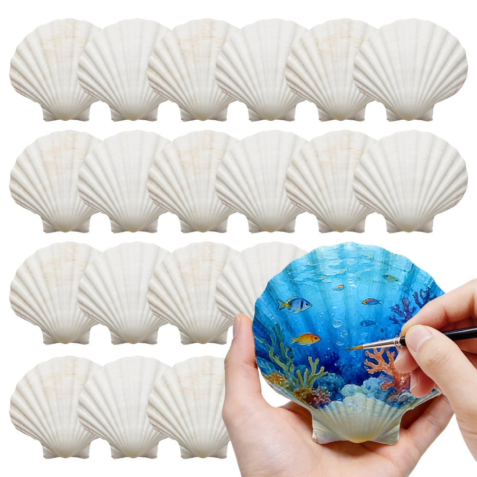 DOODLEBEAN scallop shells 4-5 inch front view for creative crafts and decor