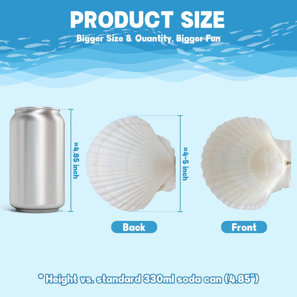 DOODLEBEAN large shells as coastal home decor accents