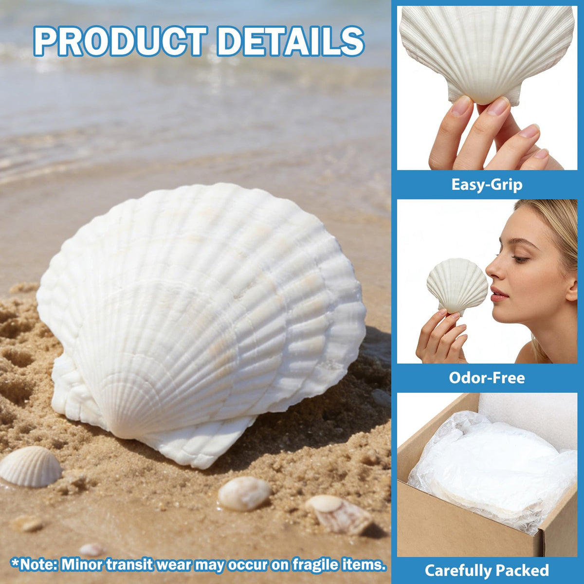 DOODLEBEAN shells ready for painting ideas and ocean-themed centerpieces