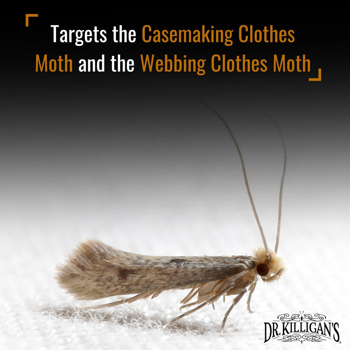 Dr. Killigan's pheromone lure in glue, trap attracts male moths for control.