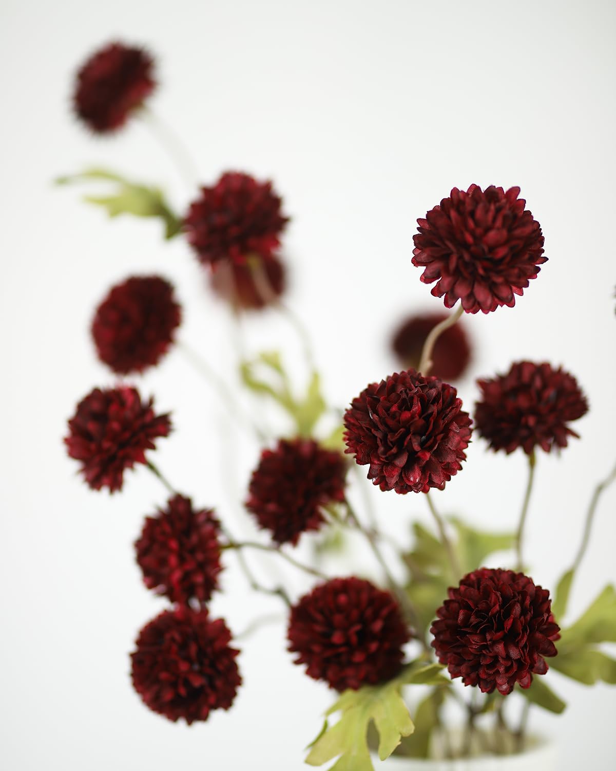 Duhouse burgundy pompon mums add elegant indoor decor for modern homes.