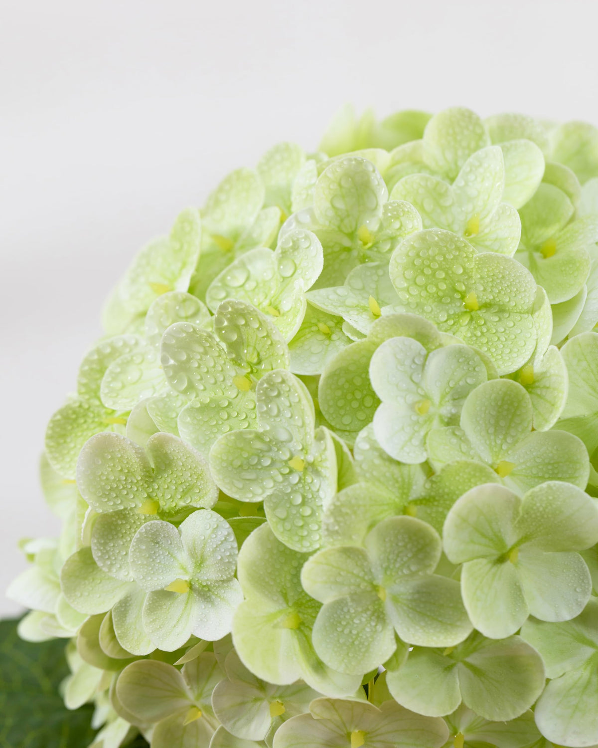 DuHouse hydrangea head close-up showing lifelike texture for elegant décor.