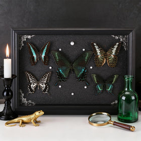 Duxjaqu Brilliant Swallowtail specimen adds dramatic color to any room