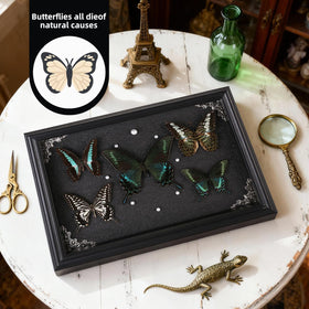 Duxjaqu Green-Banded Queen butterfly specimen showcases green tones in refined decor