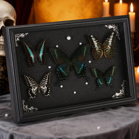 Duxjaqu pine wood frame butterfly display adds natural art to home interiors