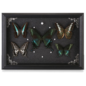 Duxjaqu real framed butterfly collection shadow box five-piece display for elegant walls