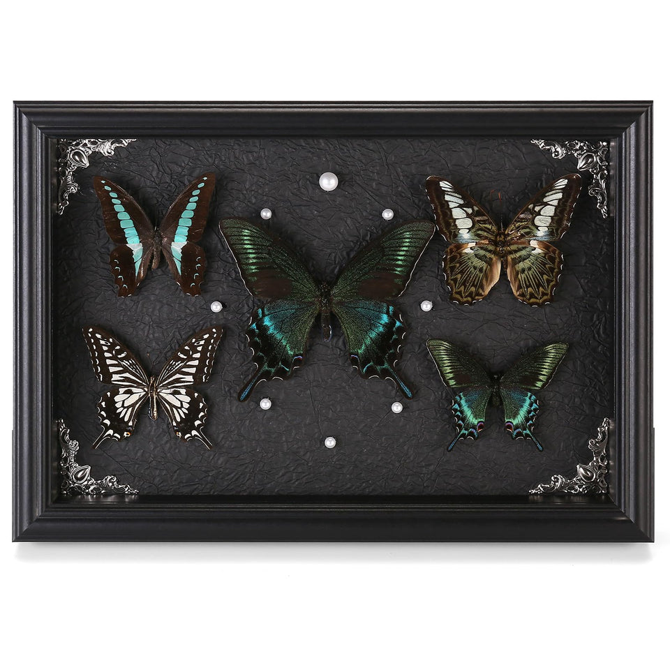 Duxjaqu real framed butterfly collection shadow box five-piece display for elegant walls