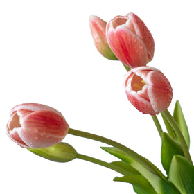 DUYONE coral pink tulips with water spray for a dewy look.