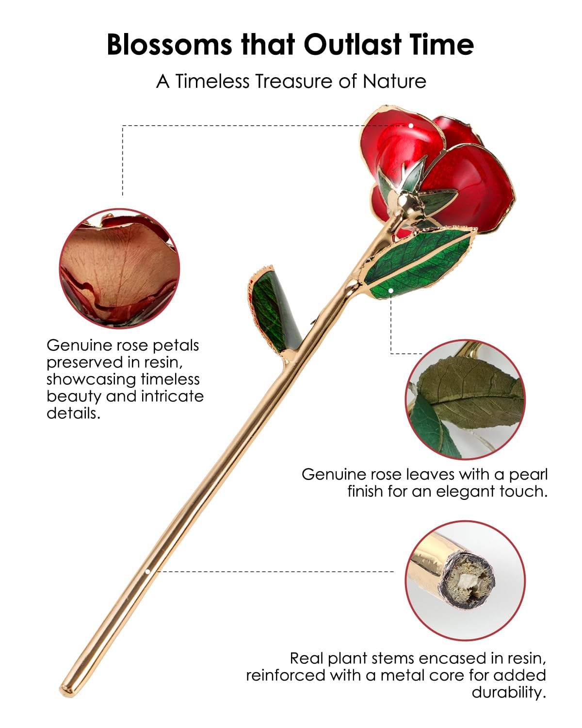 ECO SPACE preserved real rose on display highlights lasting beauty.
