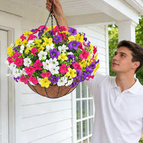 Elyum morning glory collection for vibrant porch displays.