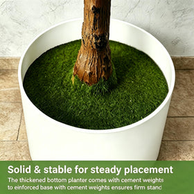 ENLETRAN olive tree in a home setup creates a tranquil indoor atmosphere