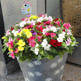 FAICOIA impatiens for hanging baskets with lifelike texture and color