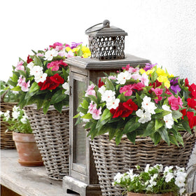 FAICOIA UV-resistant impatiens outdoor bouquet maintains color in sun
