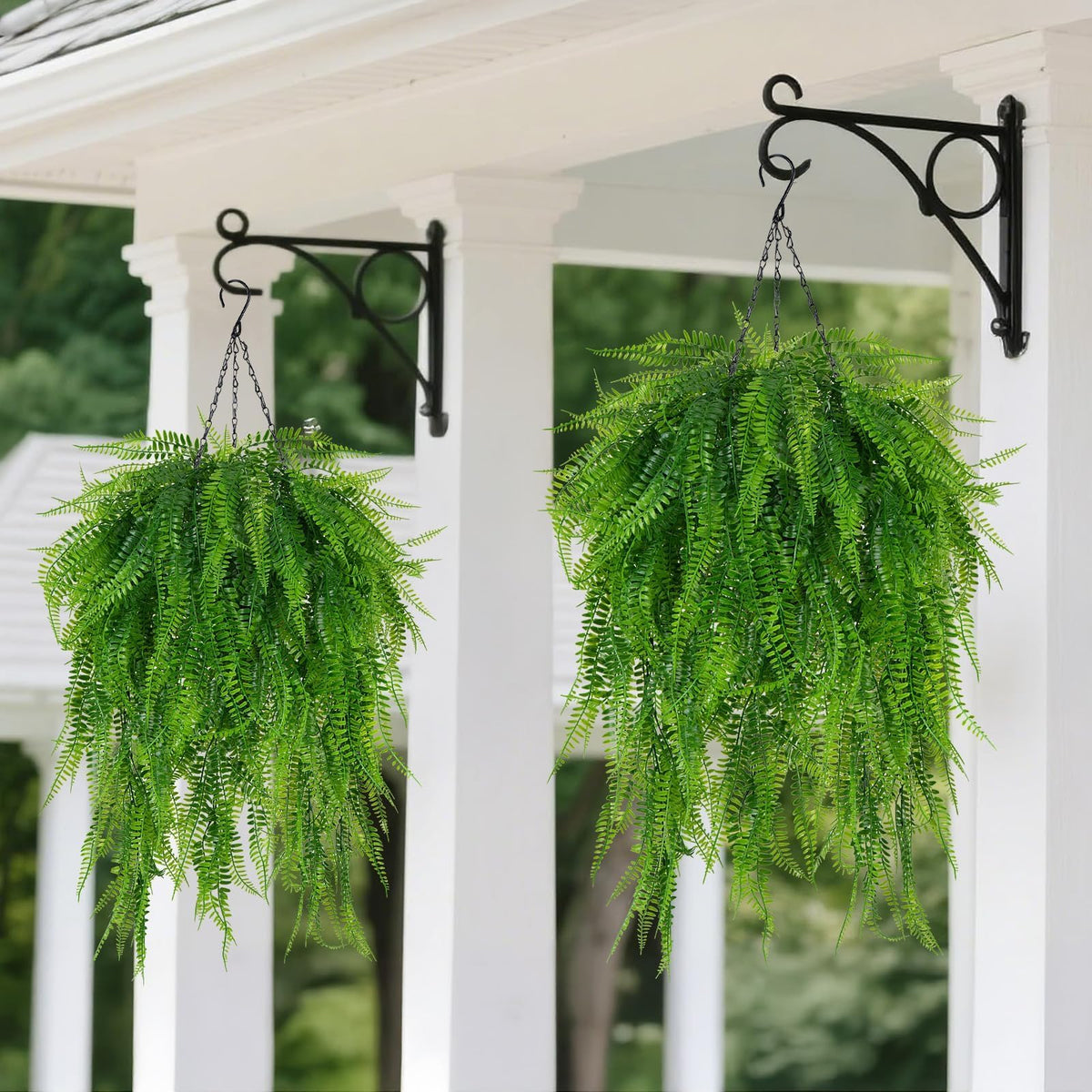 Fairblo hanging ferns add vibrant color to patios and porches