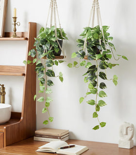 FancyPlus indoor and covered outdoor spaces are ideal for these hanging plants