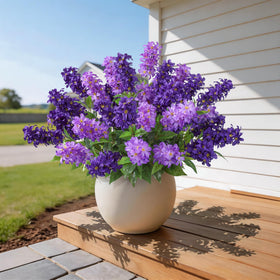 FancyPlus no-water-needed plants ideal for low-maintenance displays.